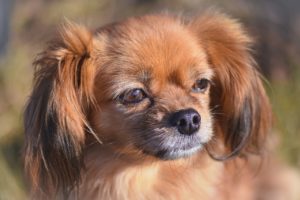 dog, animal, domestic animal-7209597.jpg