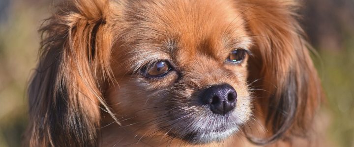 dog, animal, domestic animal-7209597.jpg